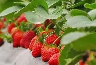 草莓芒果向日葵影院